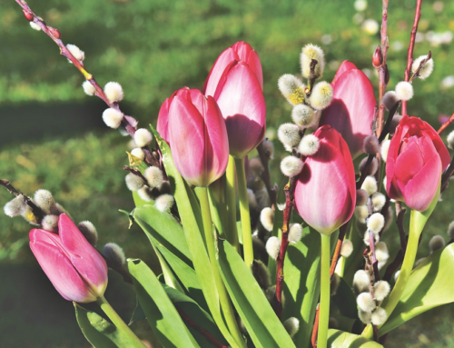 Reportage : Croisière Festival des tulipes à Ottawa – Estrie – Mai 2024