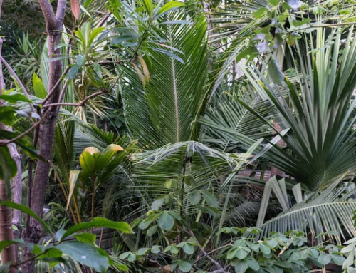 Reportage : Comprendre les plantes d’intérieur – Lanaudière/Laval – Avril 2025