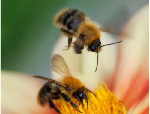 Reportage :  Hydromellerie Microbrasserie – Montréal/Montérégie – Octobre 2025
